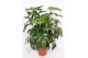 Schefflera actinophylla amate 