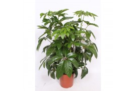 Schefflera actinophylla amate