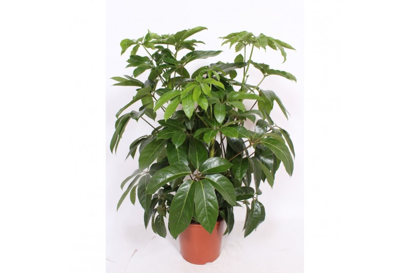 Schefflera actinophylla amate 