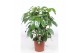 Schefflera actinophylla amate 