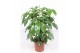 Schefflera actinophylla amate 