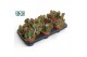 Kalanchoe red lips Oricula 
