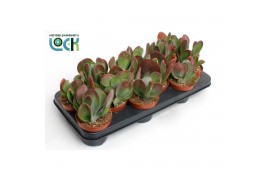 Kalanchoe red lips Oricula