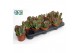 Kalanchoe red lips Oricula 