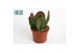 Kalanchoe red lips Oricula 
