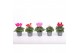 Cyclamen pers. super serie verano Cyclamen Verano mix 9 cm 13 cm diame 