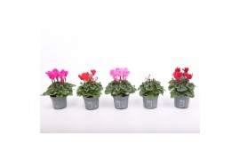 Cyclamen pers. super serie verano Cyclamen Verano mix 9 cm 13 cm diame