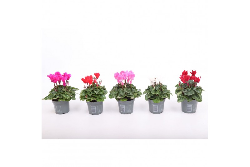 Cyclamen pers. super serie verano Cyclamen Verano mix 9 cm 13 cm diame 