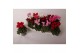 Cyclamen pers. super serie verano Cyclamen Verano mix 9 cm 13 cm diame 