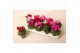 Cyclamen pers. super serie verano Cyclamen Verano mix 9 cm 13 cm diame 