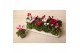 Cyclamen pers. super serie verano Cyclamen Verano mix 9 cm 13 cm diame 