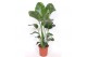 Strelitzia nicolai Strelitzia nicolai zonder bloem bl. 3 pp 