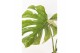 Monstera deliciosa thai constellation 