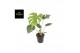 Monstera deliciosa thai constellation 