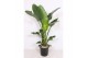 Strelitzia nicolai Strelitzia nicolai 3 pp zonder bloem bl. 