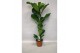 Ficus lyrata 