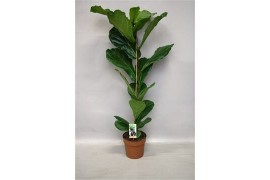 Ficus lyrata