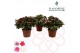 Rhododendron simsii mix flandresse 