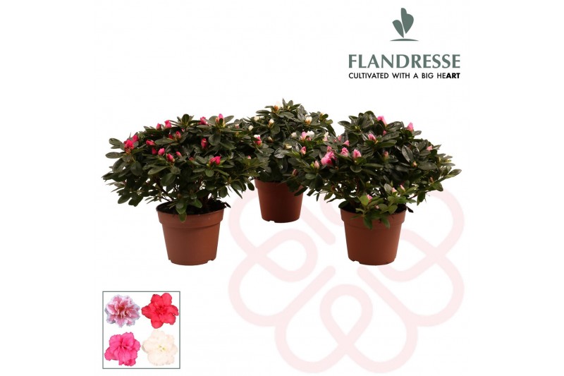 Rhododendron simsii mix flandresse 