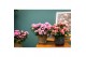 Rhododendron simsii mix flandresse 