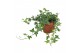 Hedera anna helix 9pp - 20-25cm Rank 