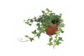Hedera anna helix 9pp - 20-25cm Rank