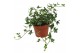 Hedera ivalace helix 9pp - 20-25cm Rank 