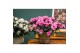 Rhododendron simsii roze flandresse 