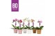 Phalaenopsis multiflora mix BO - Sweety Mix - 1 tak, 5+ bloem - Flower 