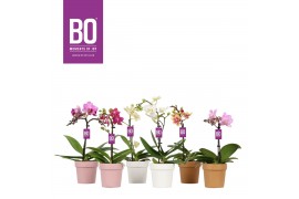 Phalaenopsis multiflora mix BO - Sweety Mix - 1 tak, 5+ bloem - Flower
