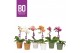 Phalaenopsis multiflora mix BO - Sweety Mix - 1 tak, 5+ bloem - Flower 