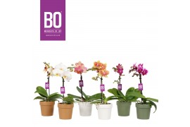 Phalaenopsis multiflora mix BO - Sweety Mix - 1 tak, 5+ bloem - Flower
