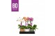 Phalaenopsis multiflora mix BO - Sweety Mix - 1 tak, 5+ bloem - Flower 