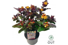 Hypericum Miracle Night