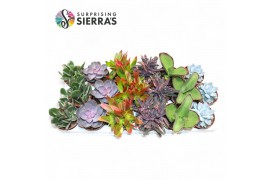 Succulenten Sierras® - Sevilla Succulents Mix (Deluxe) 1 bl. 1 pp