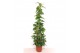 Epipremnum pinnatum aureum piramide 