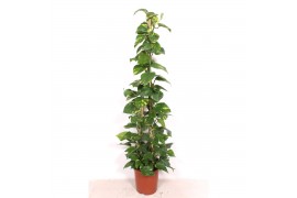 Epipremnum pinnatum aureum piramide