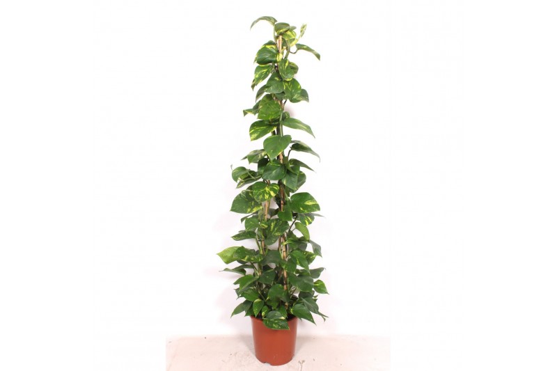 Epipremnum pinnatum aureum piramide 