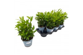 Laurus nobilis