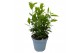 Laurus nobilis 