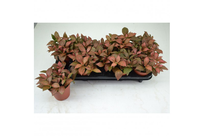 Fittonia red star 