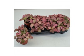 Fittonia FITTONIA ANNE 8,5 cm