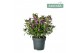 Hebe hebedonna emma Hebe Addenda Donna® 