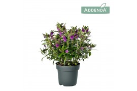 Hebe hebedonna emma Hebe Addenda Donna®