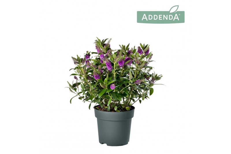Hebe hebedonna emma Hebe Addenda Donna® 