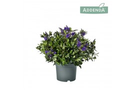 Hebe hebedonna britta Hebe Addenda Donna®