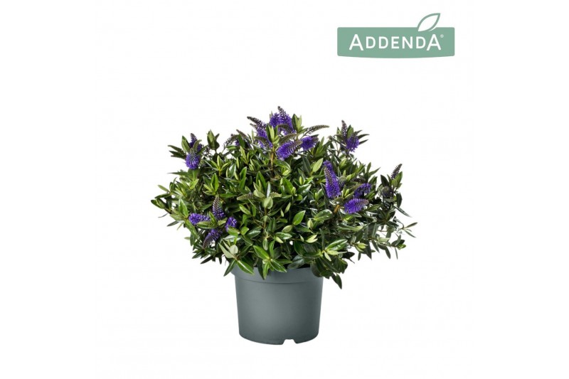 Hebe hebedonna britta Hebe Addenda Donna® 