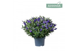 Hebe hebedonna britta Hebe Addenda Donna® - Blue