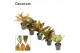 Aglaonema Aglaonema special mix 12 cm (Decorum) 1 pp 