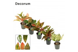 Aglaonema Aglaonema special mix 12 cm (Decorum) 1 pp